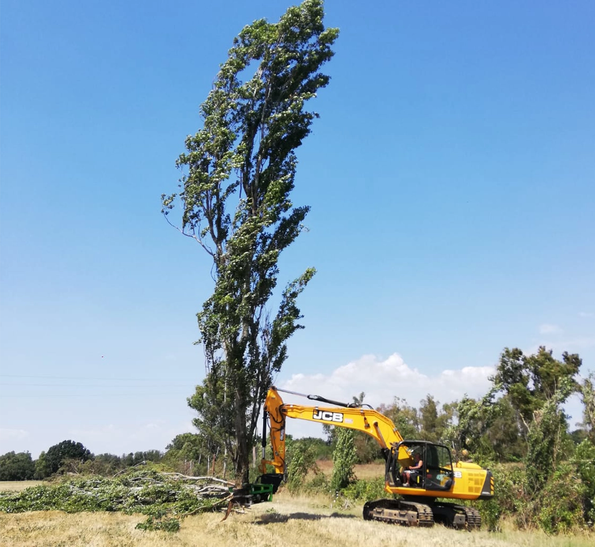 Tree Shears